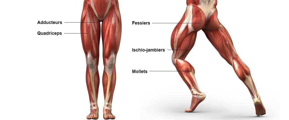 Schéma anatomie jambes