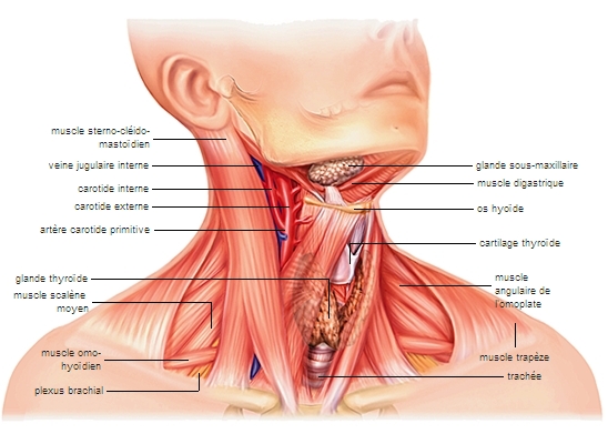 Schéma anatomie cou